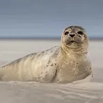 3 étoiles - Piscine - Ccbaeei Camping 3*