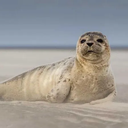 3 Etoiles - Piscine - Ccbaeei 캠프장