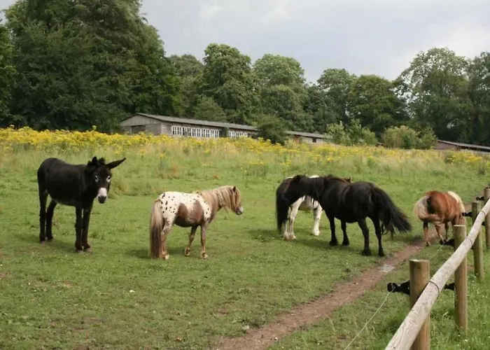 Zecamping 3 Etoiles Chiens Acceptes Animations Piscine Chauffee 3*