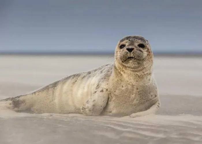 Zecamping 3 Etoiles Chiens Acceptes Animations Piscine Chauffee Campsite 3*